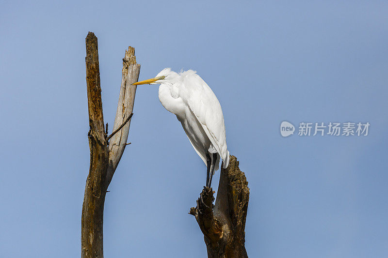 大白鹭(Ardea alba)蹲在死树上